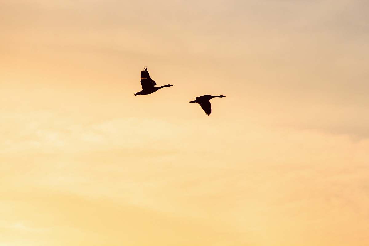 omaha two flying birds united states